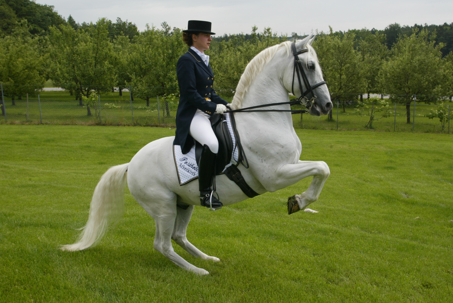 Courbette - Reiterin auf weißem Lipizzaner auf einer grünen Wiese mit Wald im Hintergrund