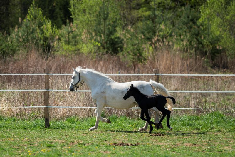 jennikoller REITERS 08830 Kopie